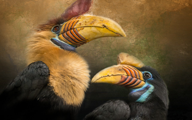 Birds beaks primitivism photorealistic digital free wallpaper for desktop - medium preview image