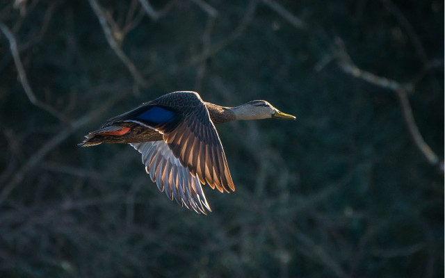 Duck flying trees blurry backlighting free wallpaper for desktop - medium preview image