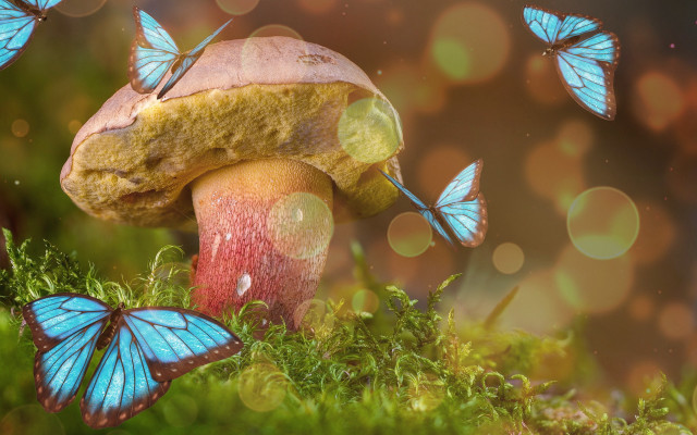 Mushroom butterflies blurry background magical free wallpaper for desktop - medium preview image