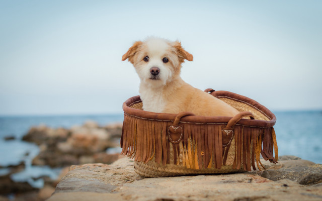 Dog basket rock ocean blue free wallpaper for desktop - medium preview image