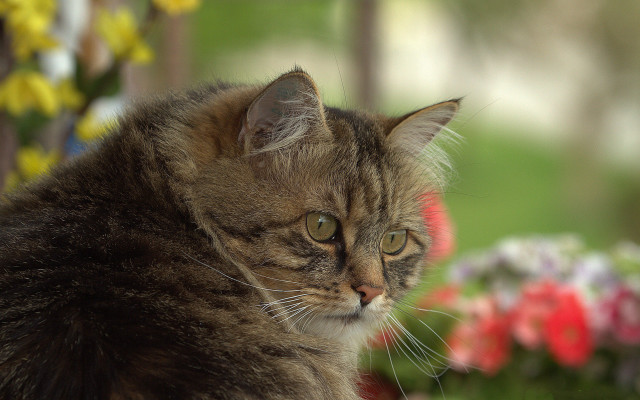 Cat flowerpot bokeh blurry background free wallpaper for desktop - medium preview image