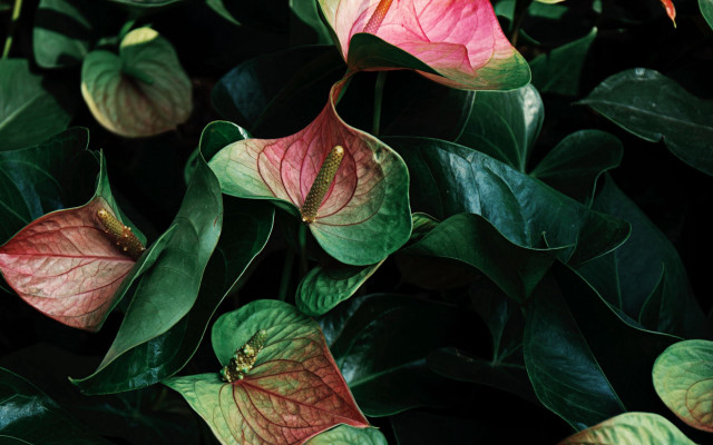 Plant red green leaves flowers free wallpaper for desktop - medium preview image