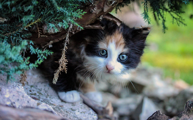 Kitten branch forest rocks grass free wallpaper for desktop - medium preview image