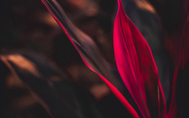Red flower blurry macro closeup free wallpaper for desktop - medium preview image