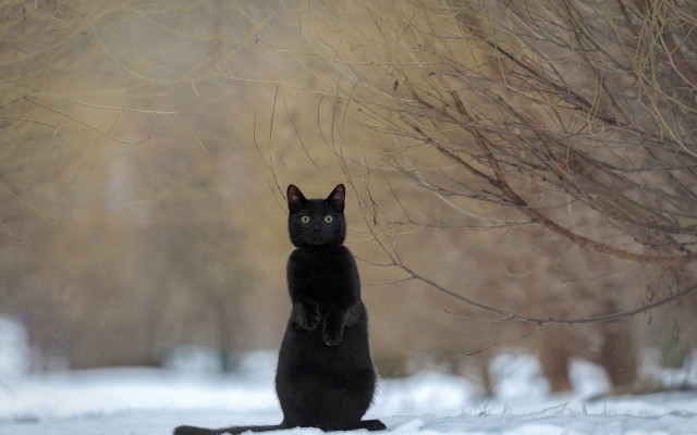 Black cat snow bare tree free wallpaper for desktop - medium preview image