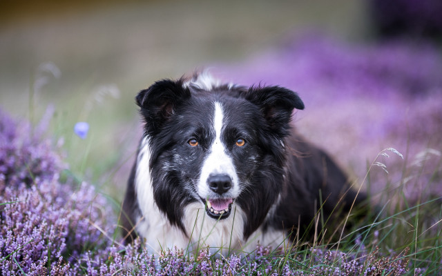 Dog lavender field smile puzzle free wallpaper for desktop - medium preview image