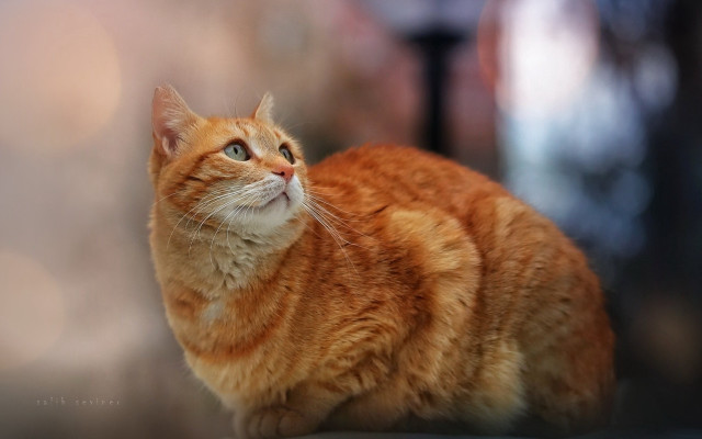 Cat orange shiba inu blurry #2 free wallpaper for desktop - medium preview image