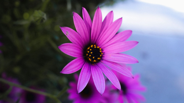 Purple flower macro blurry background #9 free wallpaper for desktop - medium preview image