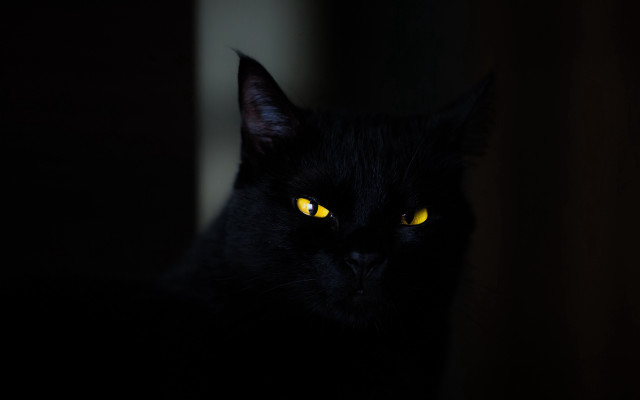 Black cat yellow eyes gothic #11 free wallpaper for desktop - medium preview image