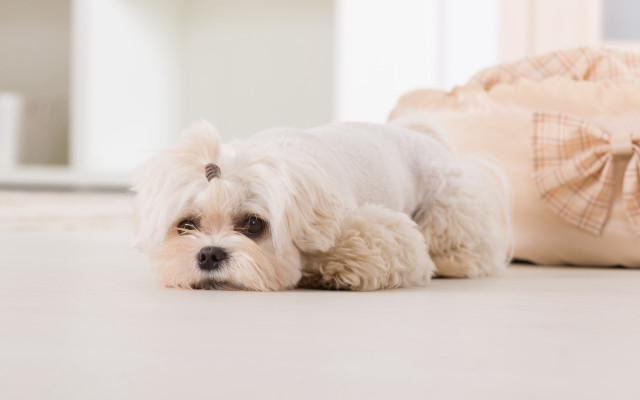 Small white dog laying luggage free wallpaper for desktop - medium preview image