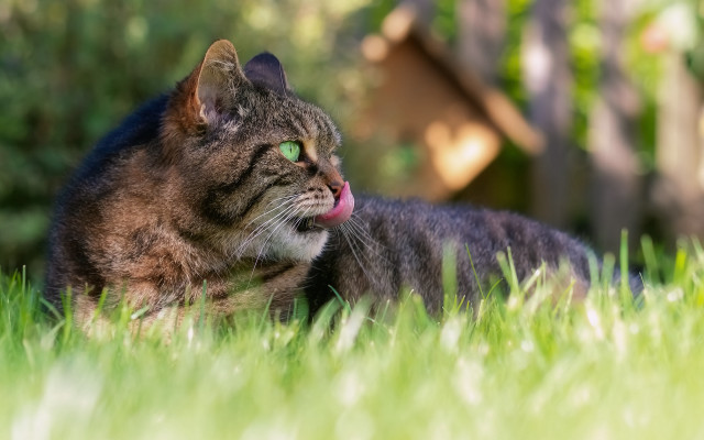 Cat grass tongue house nature free wallpaper for desktop - medium preview image