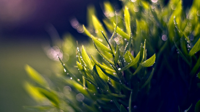 Water droplets bamboo leaves bokeh free wallpaper for desktop - medium preview image