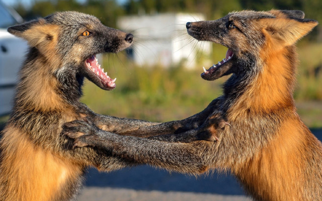 Furry fight cat dinosaur blurry free wallpaper for desktop - medium preview image