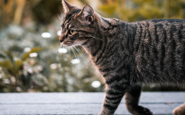 Cat sidewalk bush flowers shallow free wallpaper for desktop - medium preview image