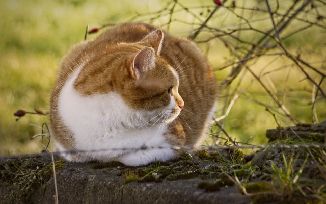 Cat rock grass tree bush free wallpaper for desktop - medium preview image