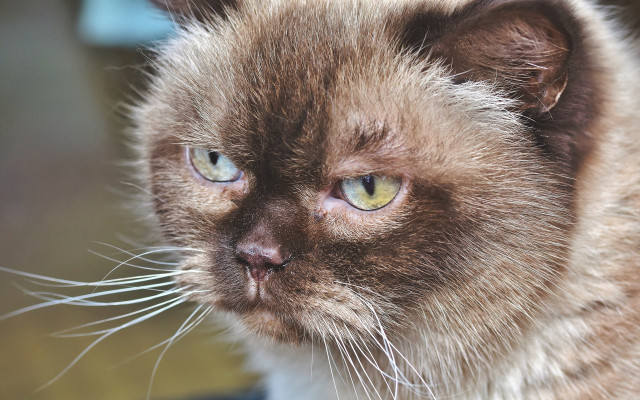 Cat green eyes blurry background #15 free wallpaper for desktop - medium preview image