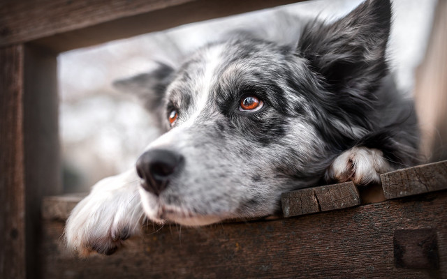 Dog orange eyes window bench free wallpaper for desktop - medium preview image