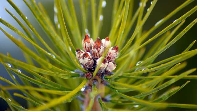 Pine water droplets bokeh nature free wallpaper for desktop - medium preview image