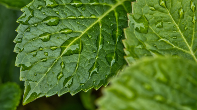 Green leaf water drops macro #43 free wallpaper for desktop - medium preview image