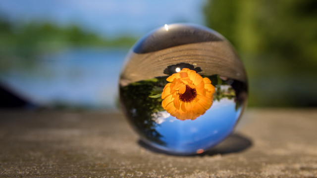 Flower reflection glassball outdoor lake free wallpaper for desktop - medium preview image