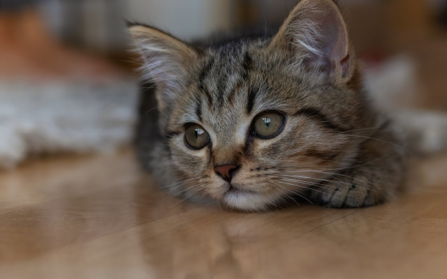 Kitten sad look floordepthfield blurry free wallpaper for desktop - medium preview image