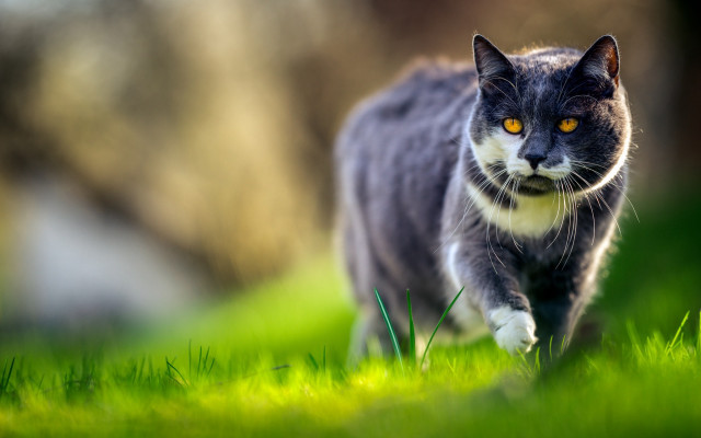 Cat walking green field sunny #2 free wallpaper for desktop - medium preview image