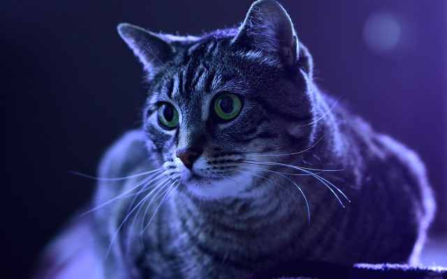 Cat green eyes table moon free wallpaper for desktop - medium preview image