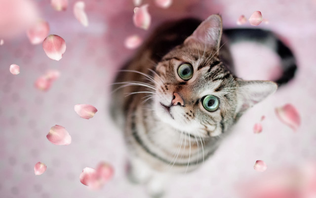 Cat pink petals green eyes free wallpaper for desktop - medium preview image