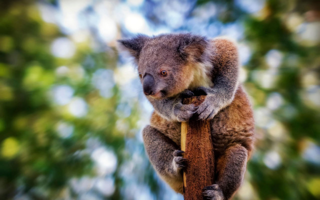 Koala stick blurry background bokeh free wallpaper for desktop - medium preview image