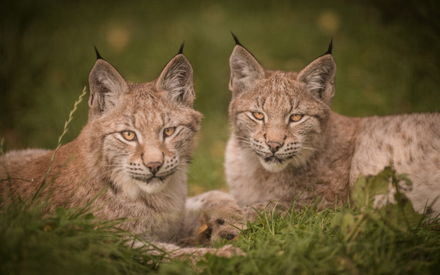 Lynx pair grass outdoors blurry free wallpaper for desktop - medium preview image