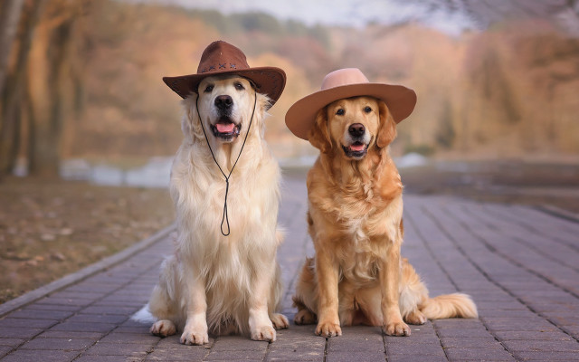 Dogs hats brick road park free wallpaper for desktop - medium preview image