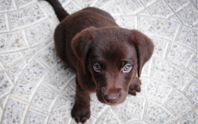 Brown puppy sad eyed tile free wallpaper for desktop - medium preview image