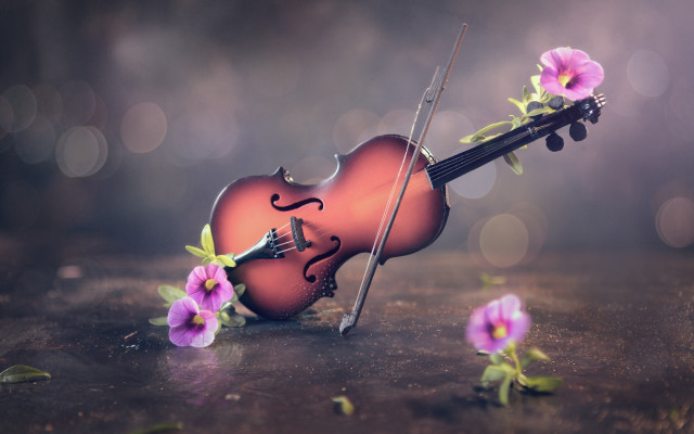Violin bow flower table bokeh #2 free wallpaper for desktop - medium preview image