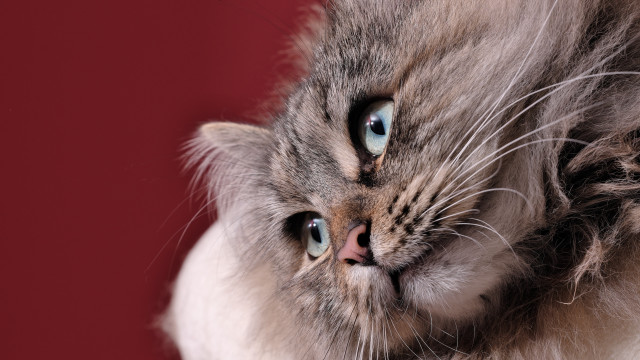 Cat blue eyes red background free wallpaper for desktop - medium preview image