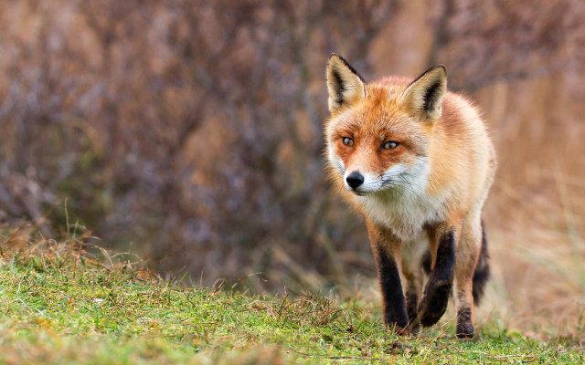 Red fox walking grassy field free wallpaper for desktop - medium preview image