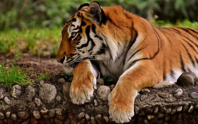 Sumatran tiger rock grass dirt free wallpaper for desktop - medium preview image