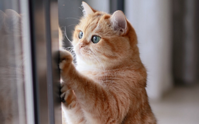 White cat blue eyes window #3 free wallpaper for desktop - medium preview image