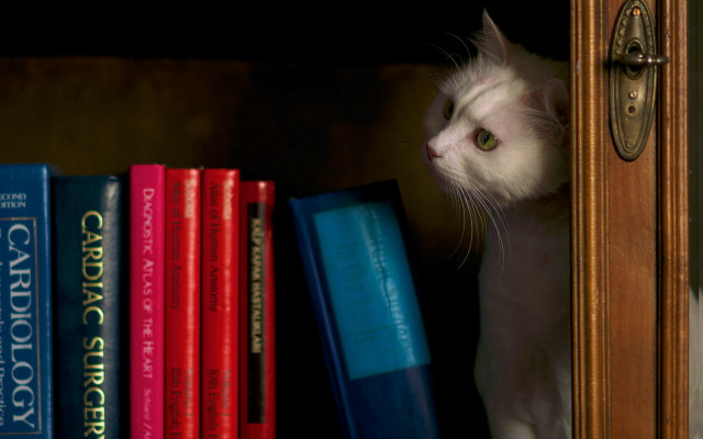 Cat peeking bookshelf door stilllife free wallpaper for desktop - medium preview image