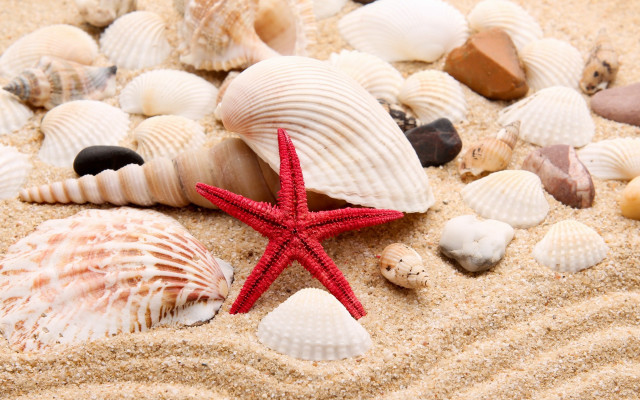 Starfish shells sandy beach red free wallpaper for desktop - medium preview image