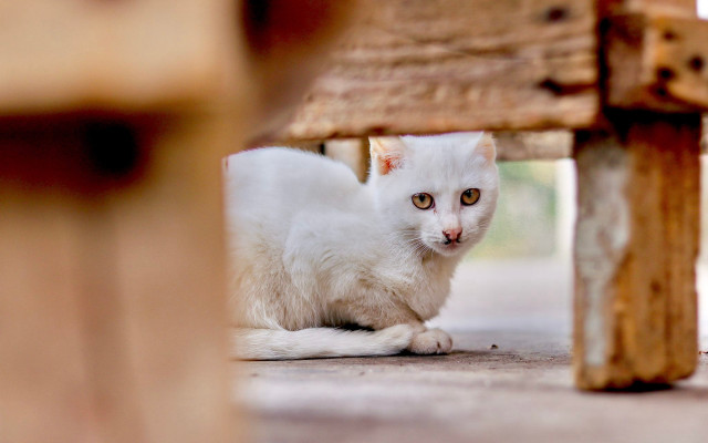 White cat under bench neoplasticism free wallpaper for desktop - medium preview image