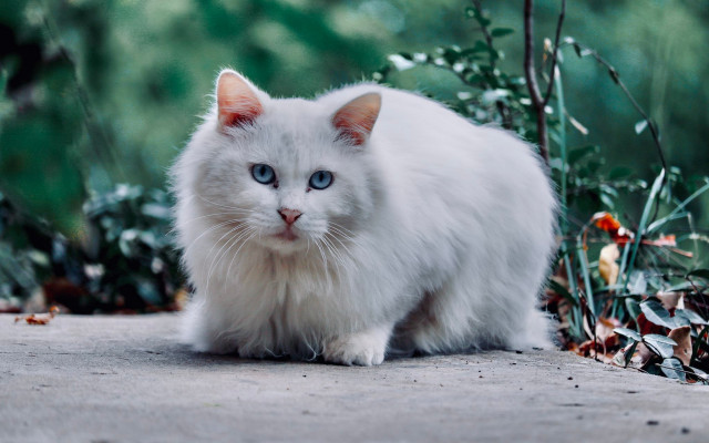 White cat blue eyes forest free wallpaper for desktop - medium preview image