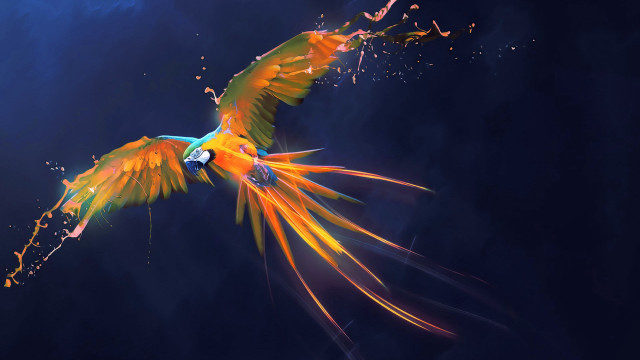 Bird fiery wings night sky free wallpaper for desktop - medium preview image