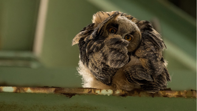 Small owl metal rail green free wallpaper for desktop - medium preview image