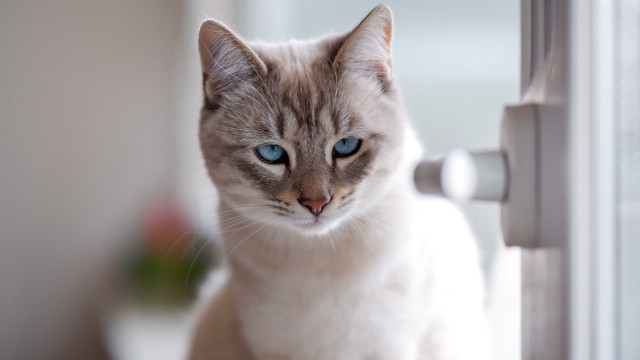 Cat blue eyes window plant free wallpaper for desktop - medium preview image