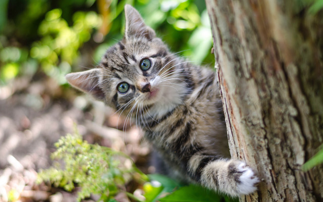 Kitten peeking tree trunk woods free wallpaper for desktop - medium preview image