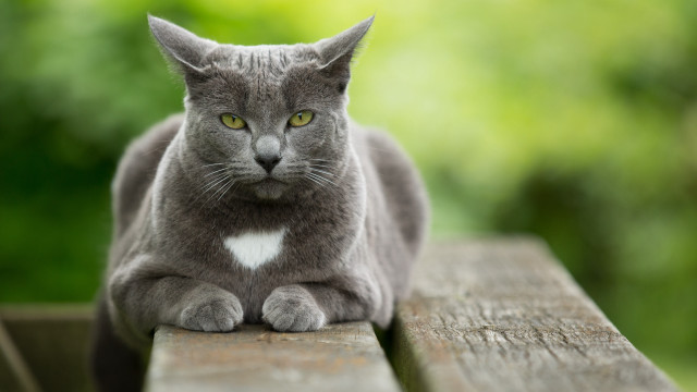 Gray cat white heart wooden free wallpaper for desktop - medium preview image