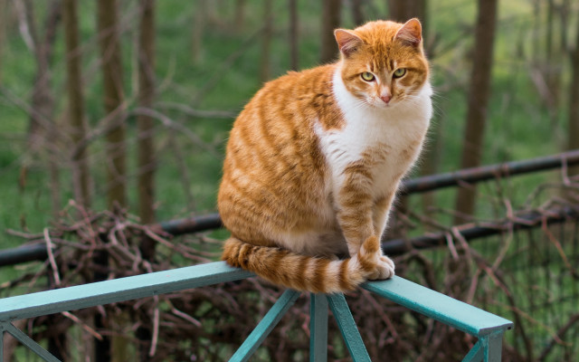 Cat railing wooded background illusion free wallpaper for desktop - medium preview image