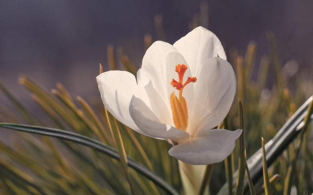 White flower yellow center field #2 free wallpaper for desktop - medium preview image