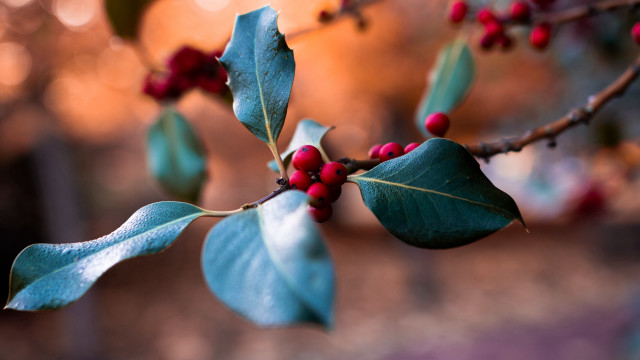 Branch red berries green leaves #2 free wallpaper for desktop - medium preview image