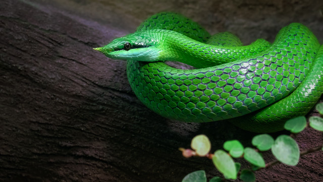Green snake curling tree branch free wallpaper for desktop - medium preview image